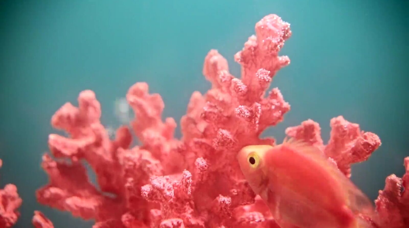 pantone, év színe, living coral